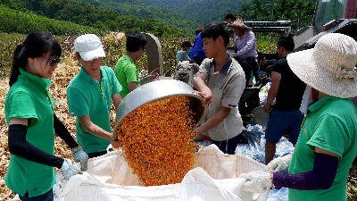 慈心基金會與部落族人一起投入玉米脫粒工作